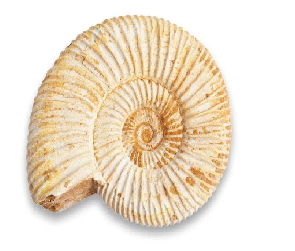 Serafino Véritable ammonite fossile de Madagascar 150 millions d'années ! Fossile Jurassique véritable 2,5-3,8 cm Fossile de Madagascar Cadeau idéal pour la collection d'éducation scientifique