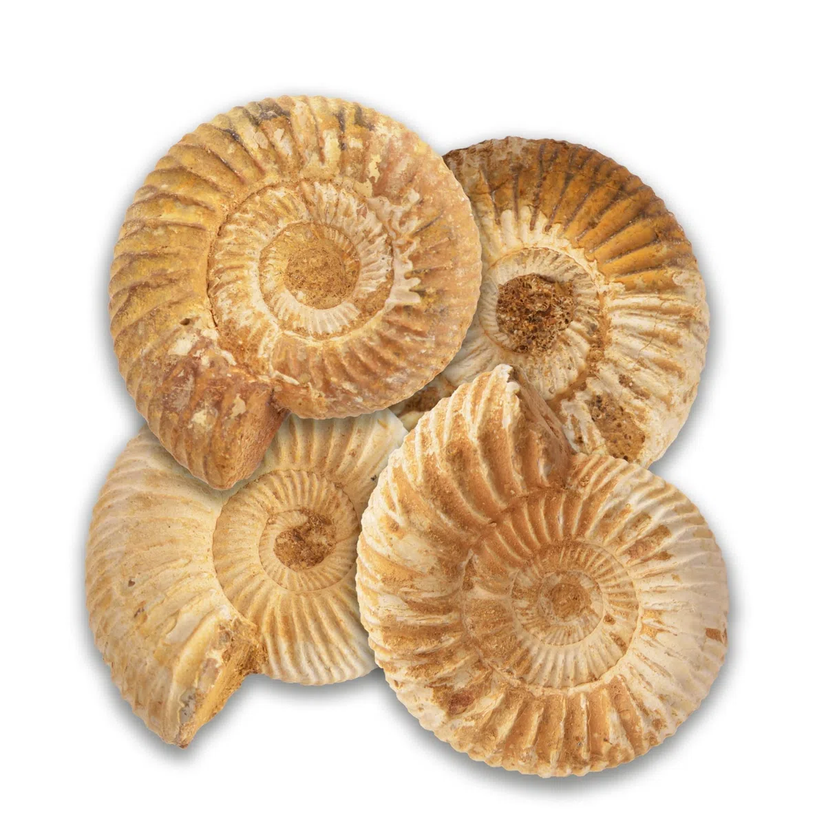 Serafino Véritable ammonite fossile de Madagascar 150 millions d'années ! Fossile Jurassique véritable 2,5-3,8 cm Fossile de Madagascar Cadeau idéal pour la collection d'éducation scientifique