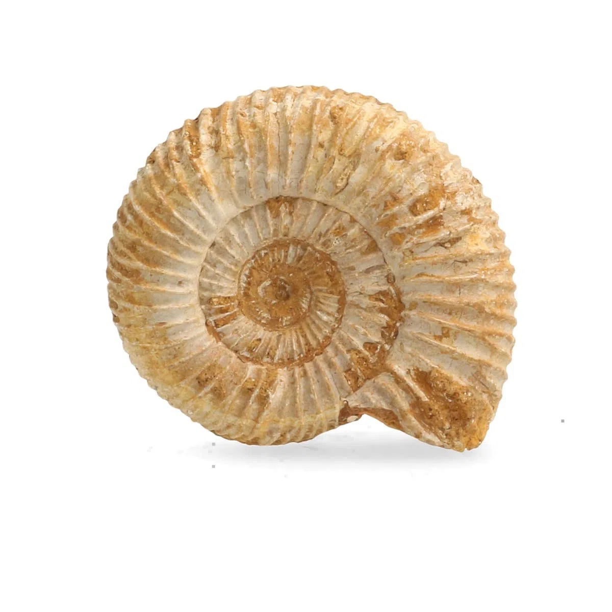 Serafino Véritable ammonite fossile de Madagascar 150 millions d'années ! Fossile Jurassique véritable 2,5-3,8 cm Fossile de Madagascar Cadeau idéal pour la collection d'éducation scientifique