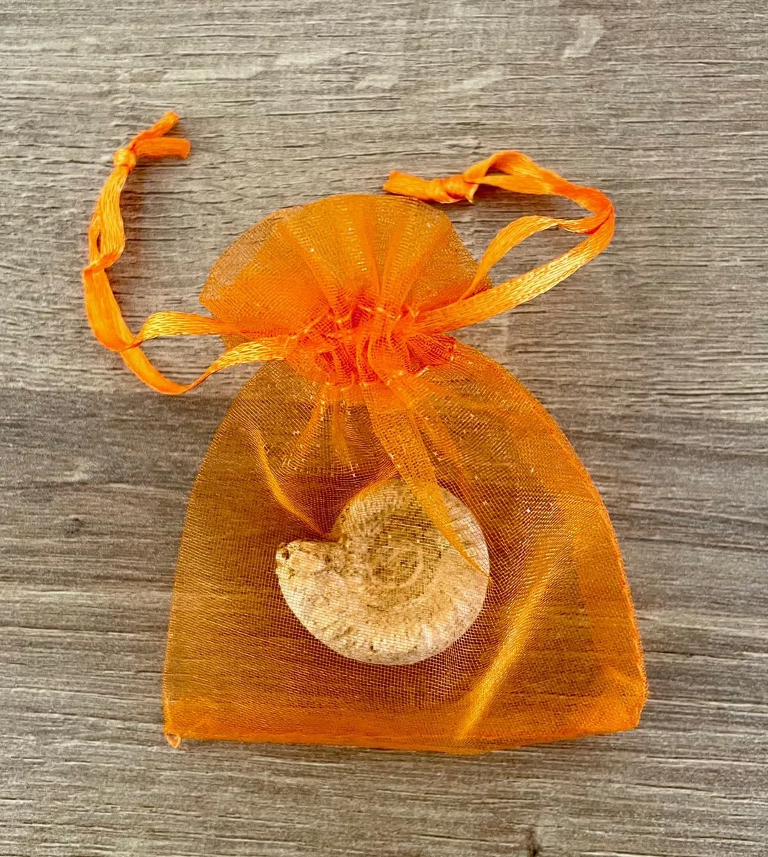 Serafino Véritable ammonite fossile de Madagascar 150 millions d'années ! Fossile Jurassique véritable 2,5-3,8 cm Fossile de Madagascar Cadeau idéal pour la collection d'éducation scientifique