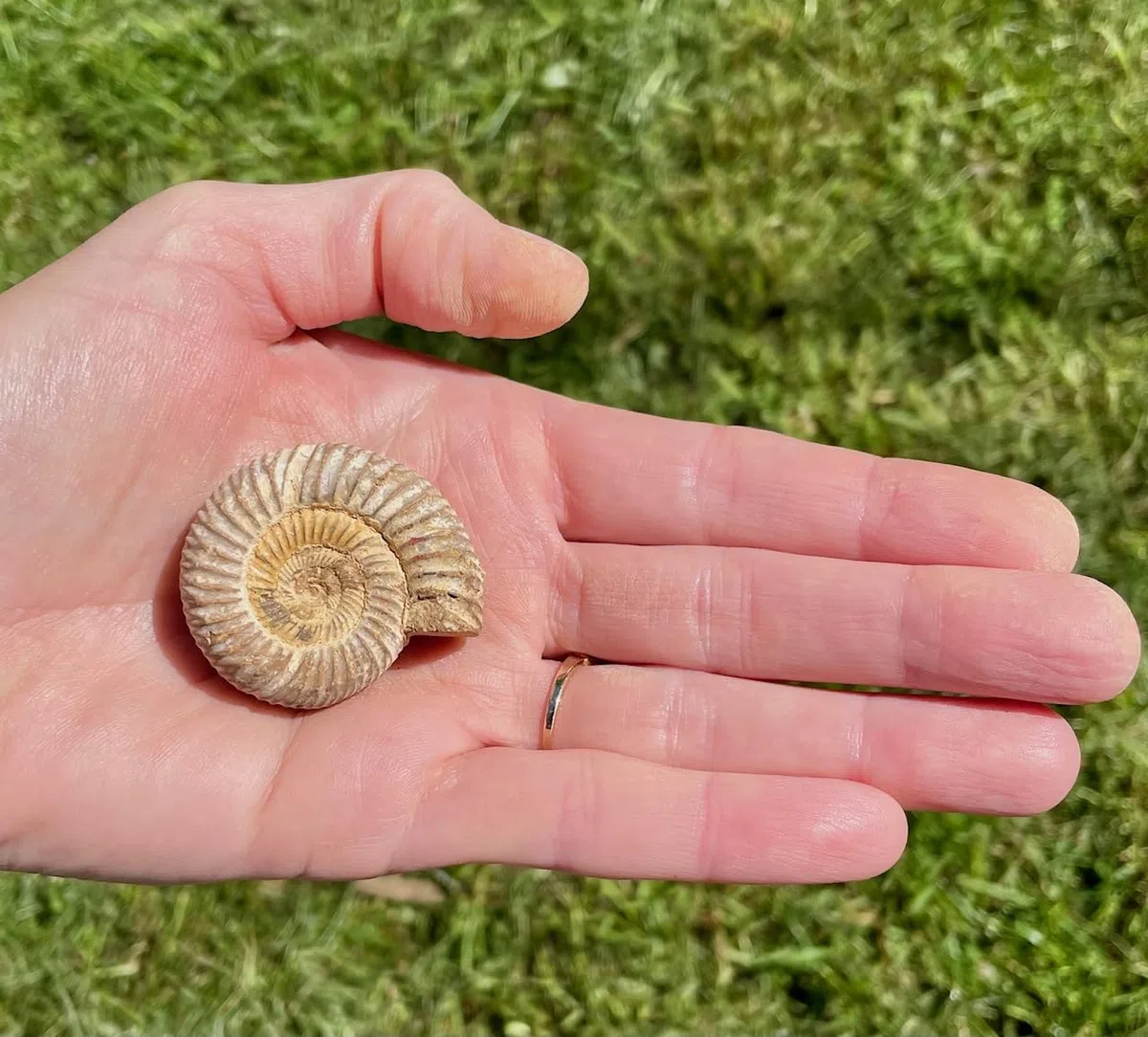 Serafino Véritable ammonite fossile de Madagascar 150 millions d'années ! Fossile Jurassique véritable 2,5-3,8 cm Fossile de Madagascar Cadeau idéal pour la collection d'éducation scientifique