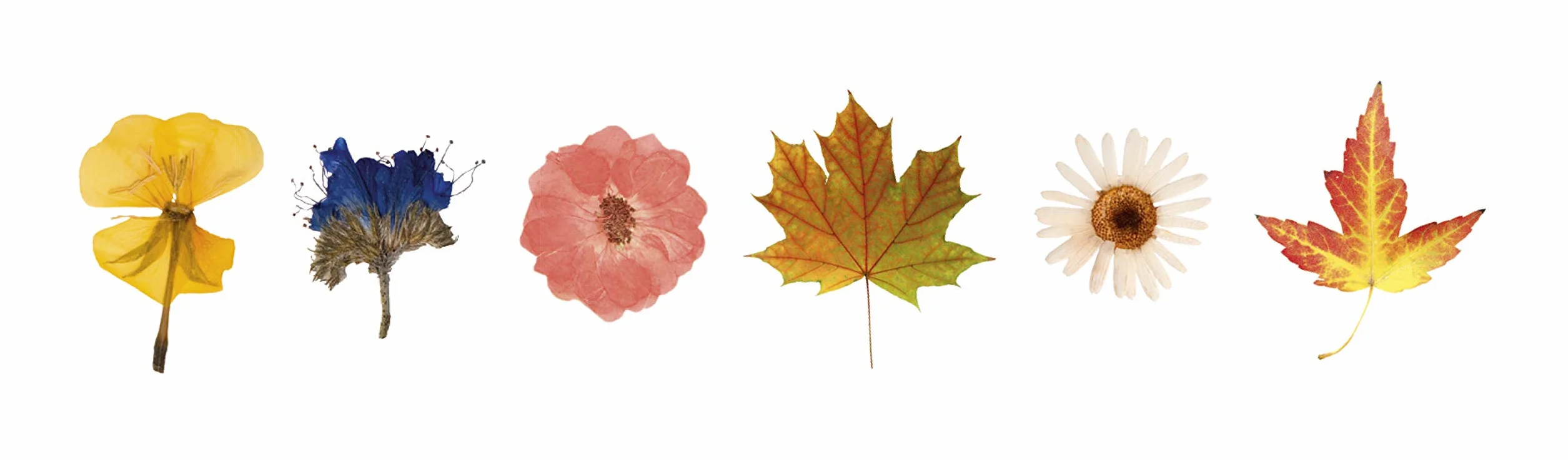 PEBARO BP1 Presse à fleurs en contreplaqué de bouleau de qualité supérieure 9 mm avec 4 inserts en carton 30 x 30 cm Très stable Presse à feuilles Fabriqué en Allemagne Le bois peut également être